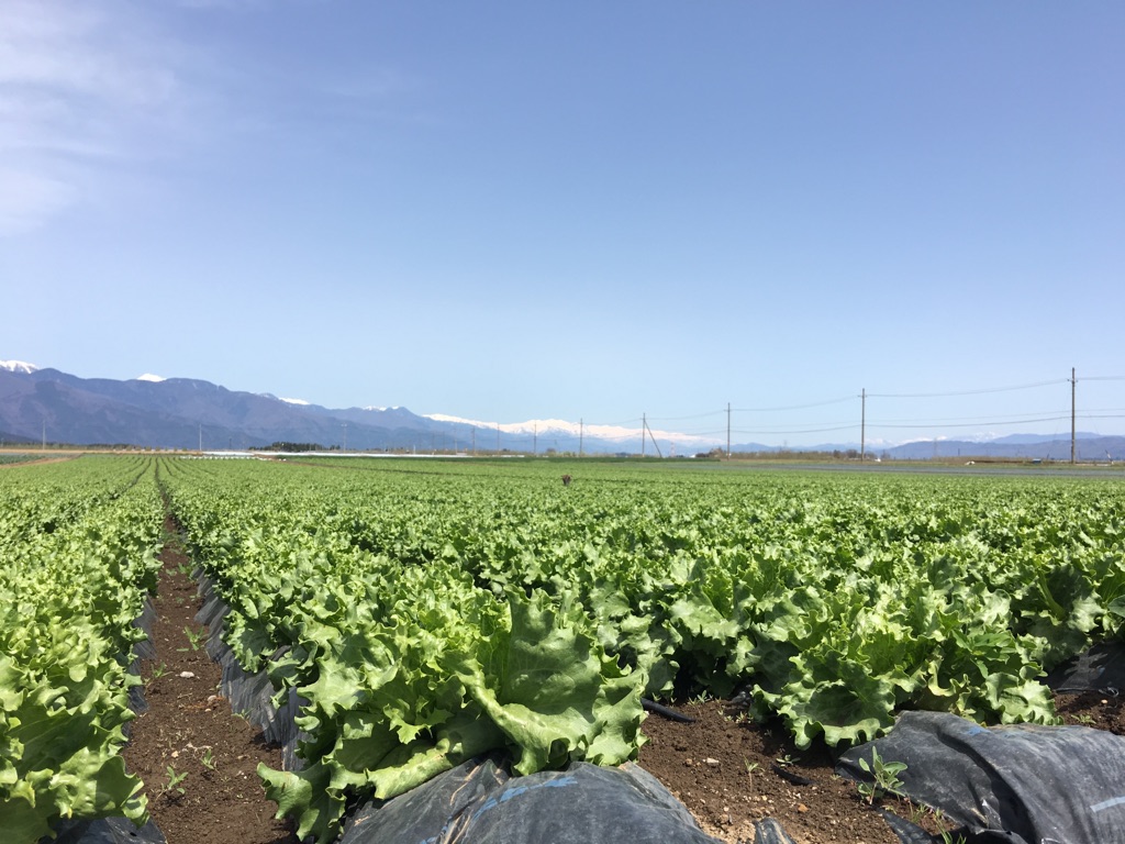 レタス畑