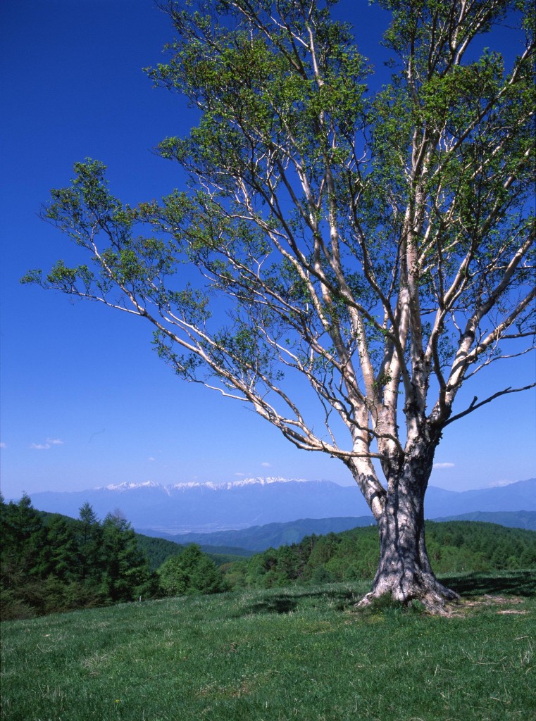入笠牧場　貴婦人の丘