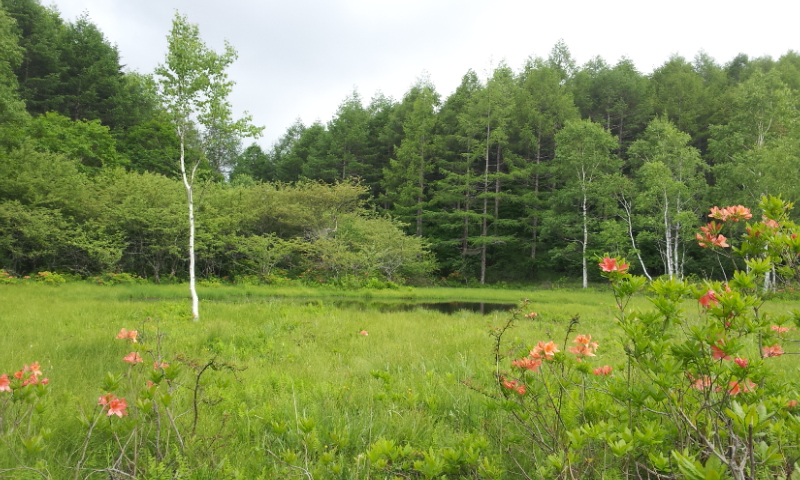 池の平湿原