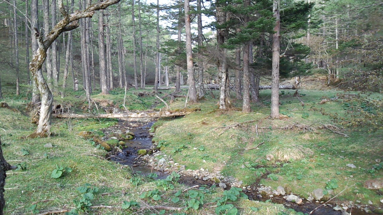 入笠牧場　第５牧区