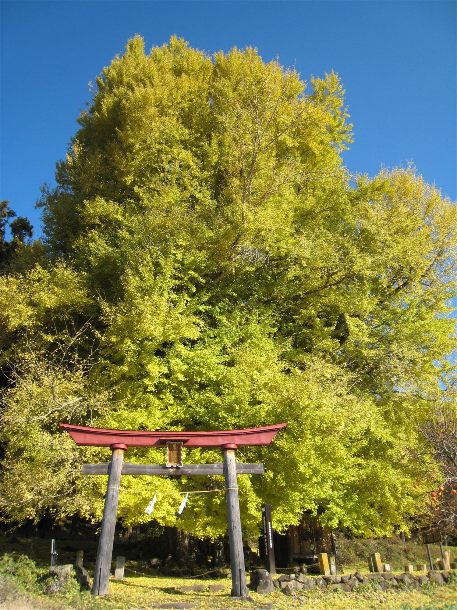 神戸の大イチョウ