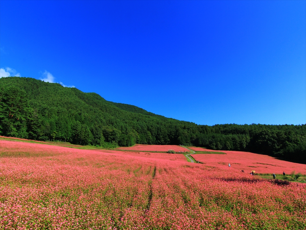 赤そばの里