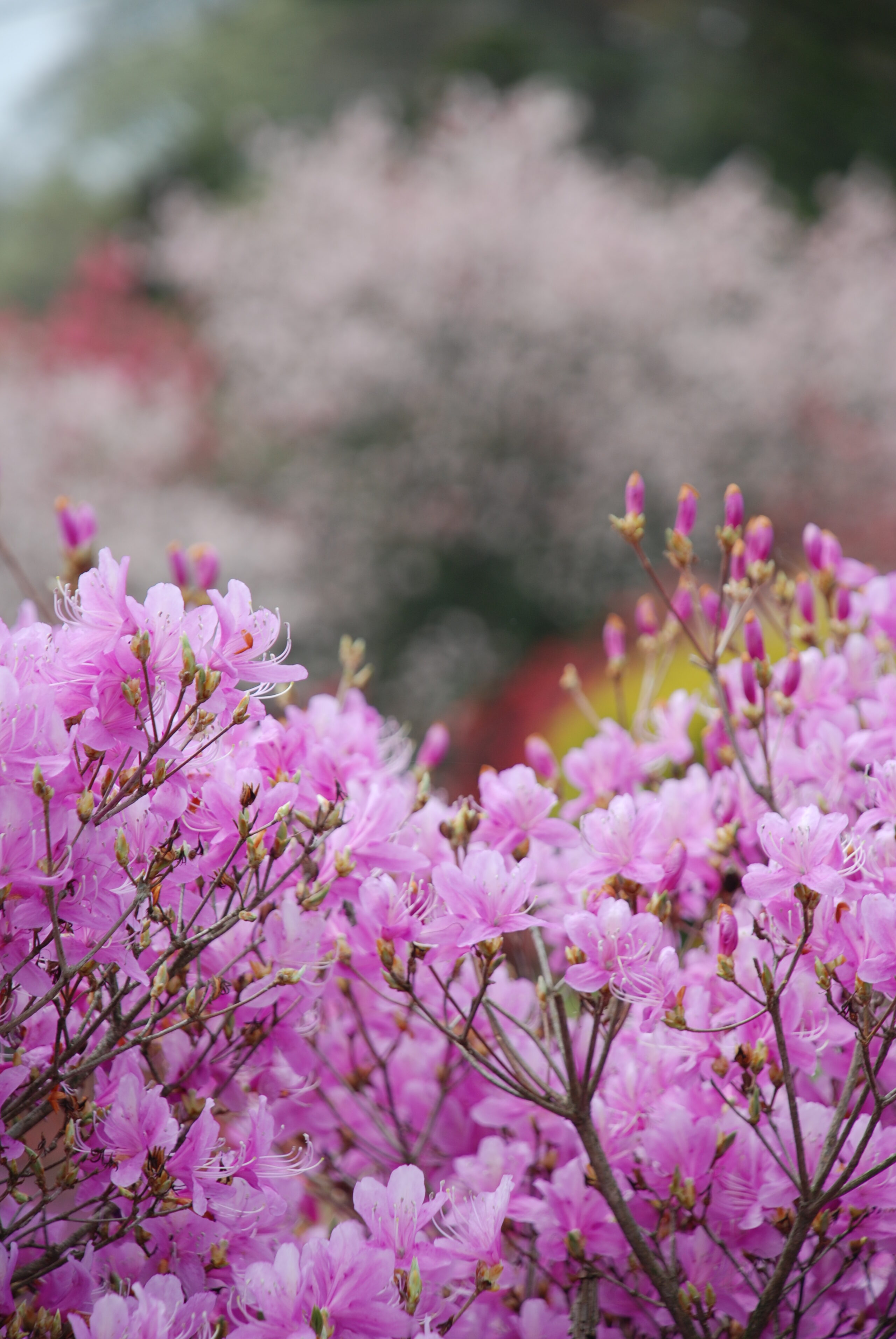 なぎそミツバツツジ祭り