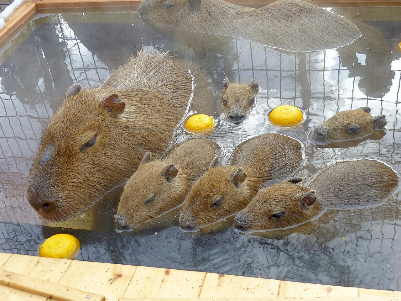 須坂市動物園