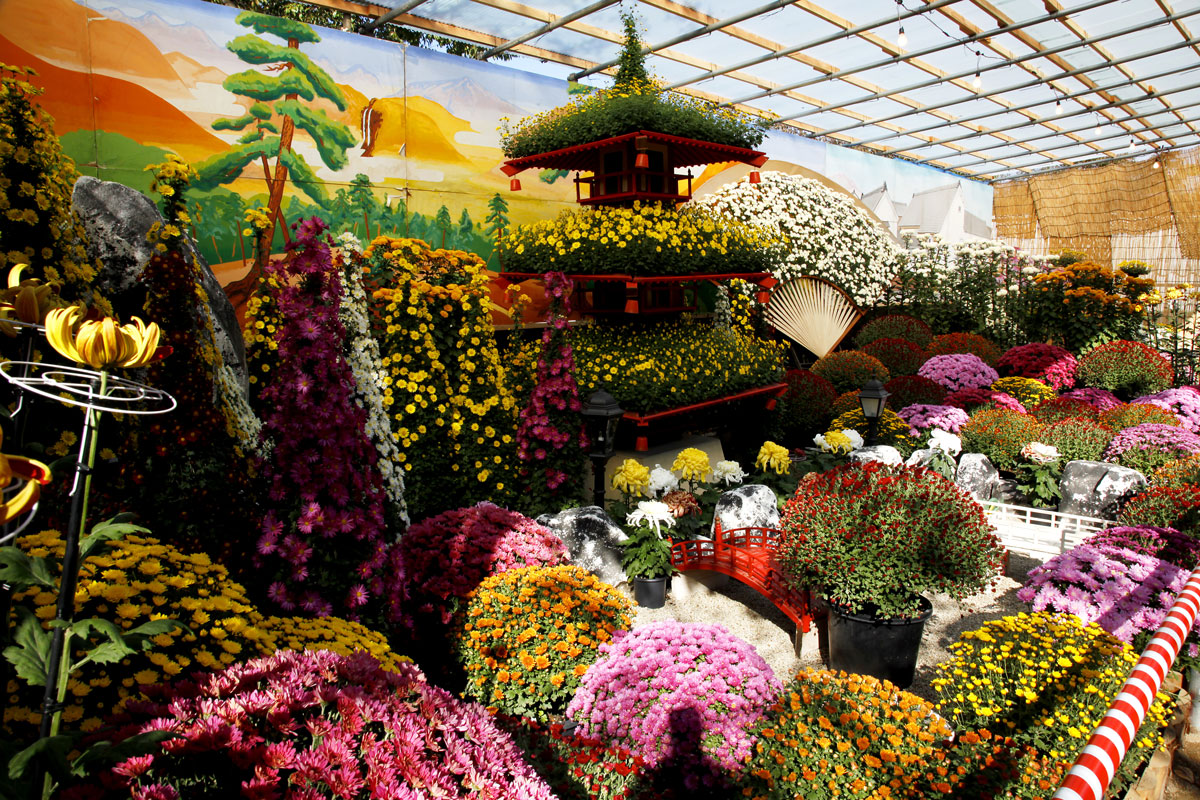 信州須坂大菊花展